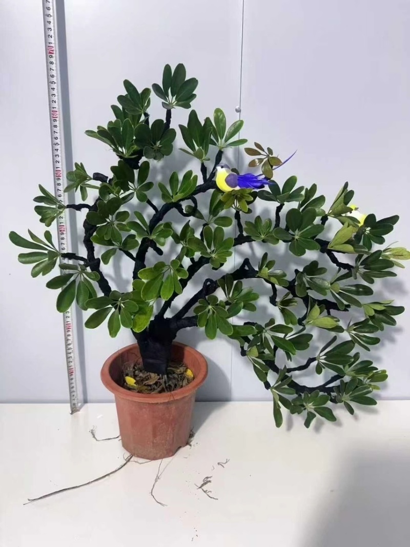 大盆造型鸭脚木基地直销6-7-8-9-10条常年供货欢迎