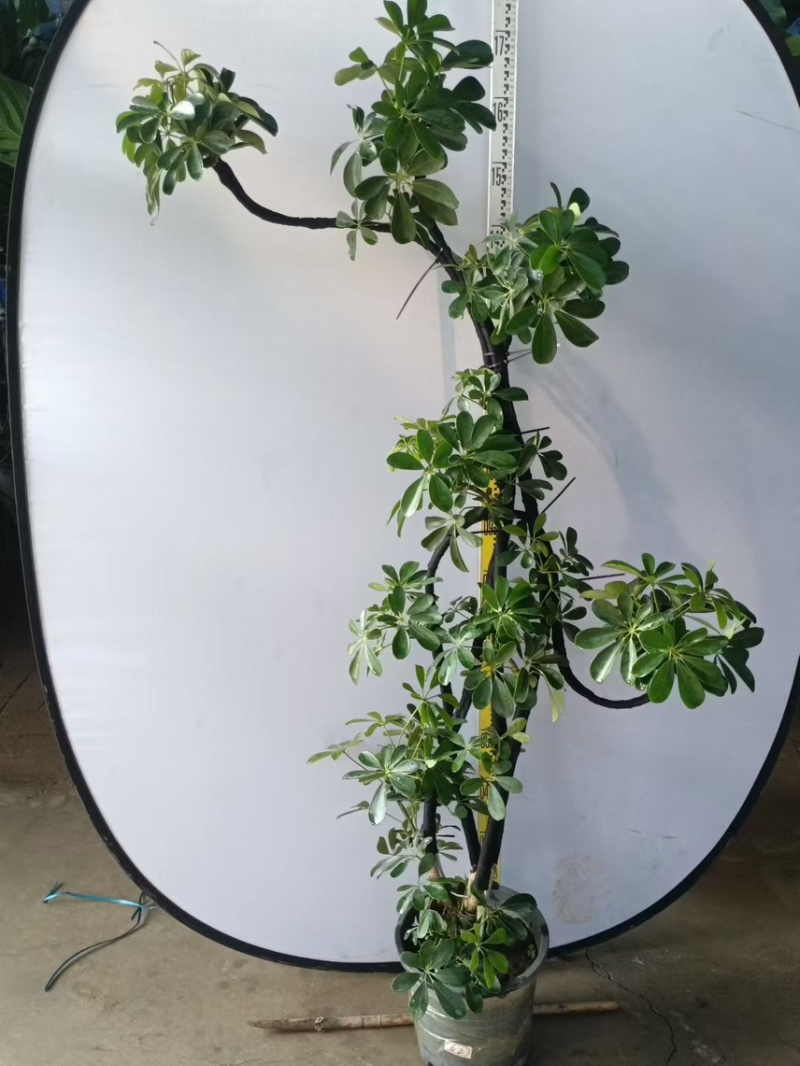 大盆造型鸭脚木基地直销6-7-8-9-10条常年供货欢迎