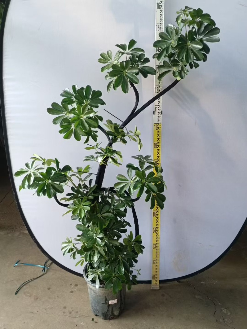 大盆造型鸭脚木基地直销6-7-8-9-10条常年供货欢迎