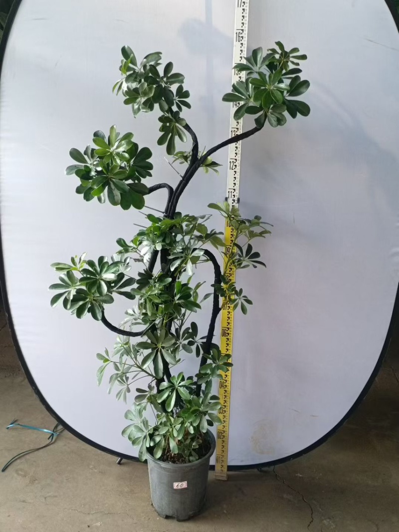 大盆造型鸭脚木基地直销6-7-8-9-10条常年供货欢迎