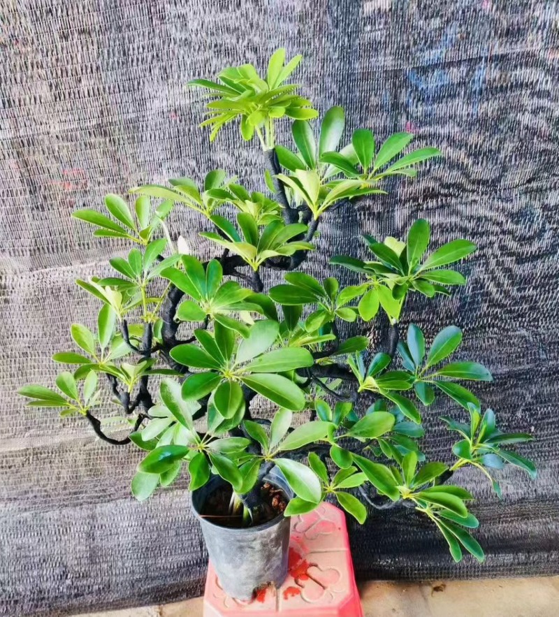 大盆造型鸭脚木基地直销6-7-8-9-10条常年供货欢迎
