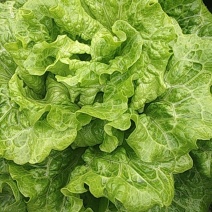 成都本地意大利生菜