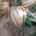 甘肃武威民勤人参果大量有货产地直供，通货品可安客服需求发