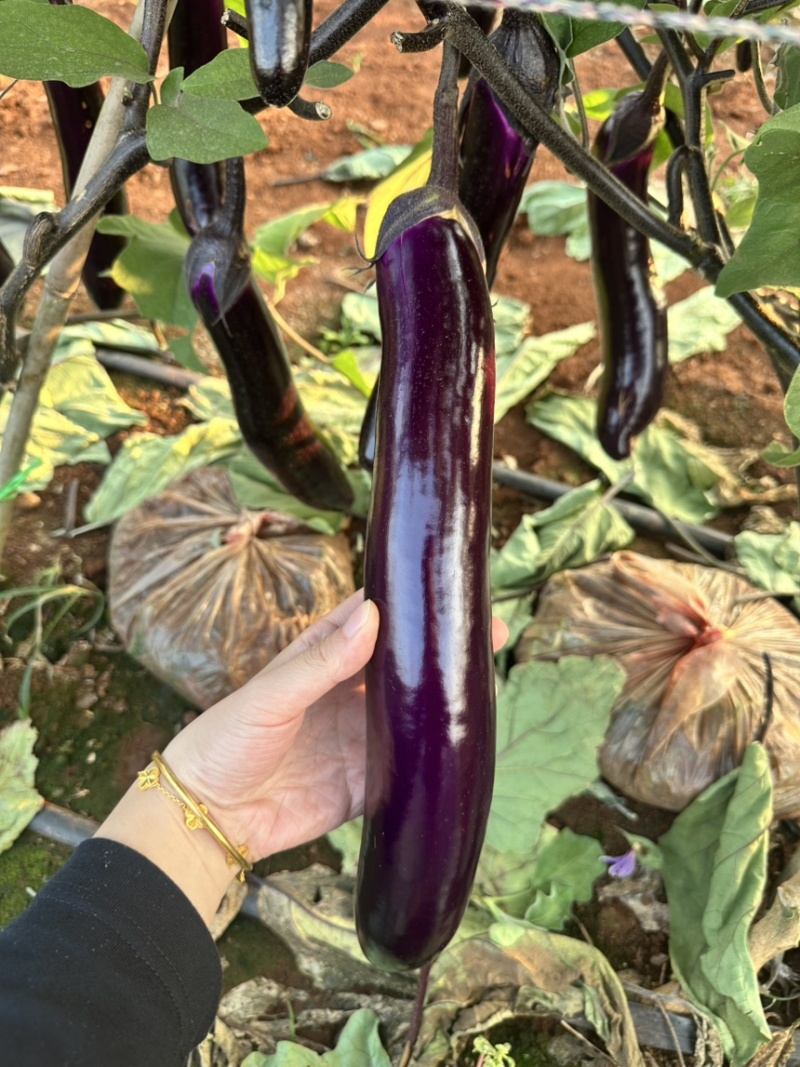 广东紫长茄产地直发价格实惠可大量承接工厂商超