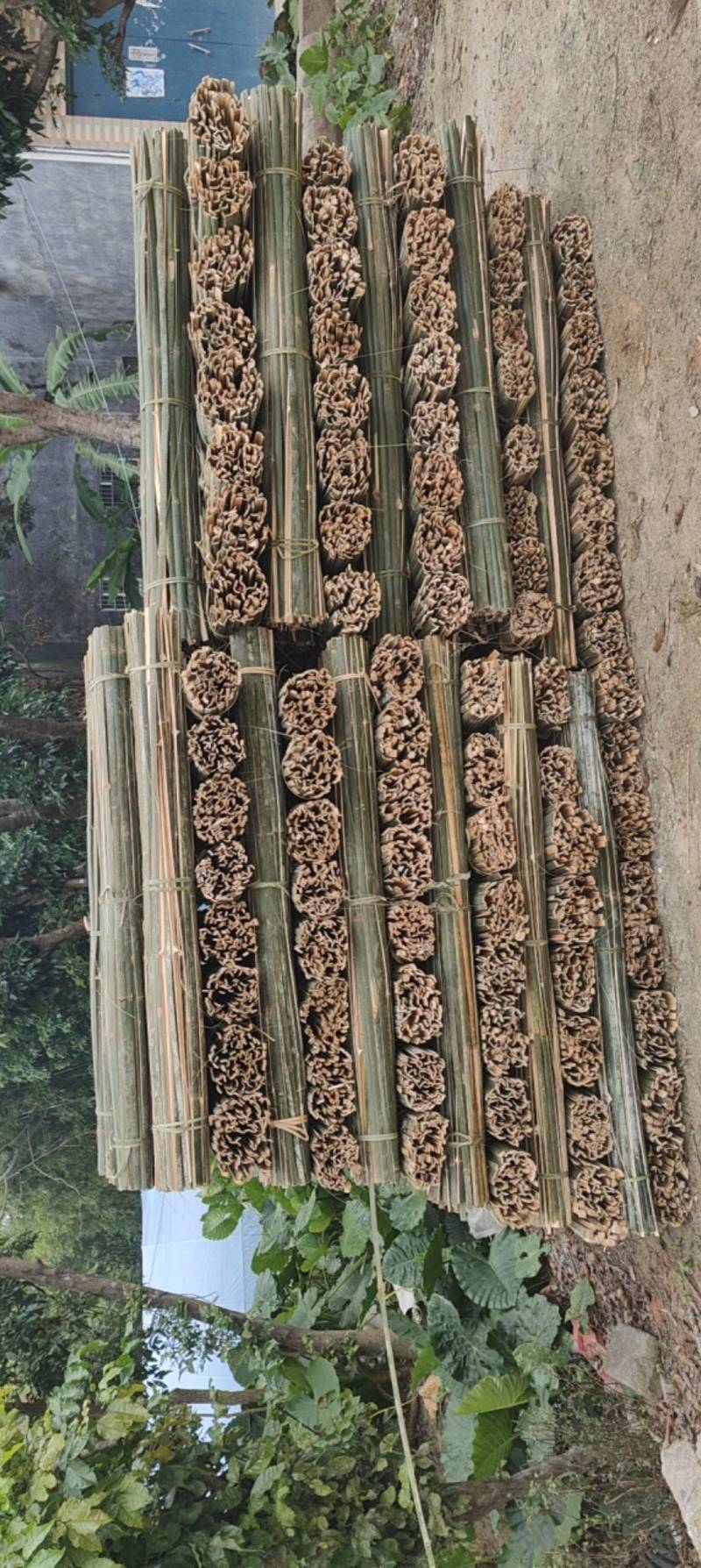 单竹片，防寒拱棚用