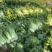 竹筒青4-8斤左右毛菜
