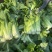 竹筒青4-8斤左右毛菜
