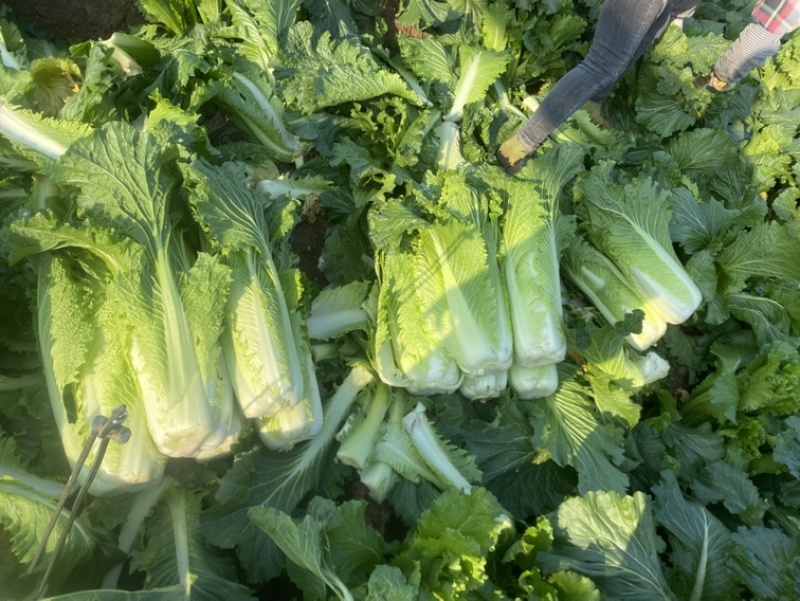 竹筒青4-8斤左右毛菜