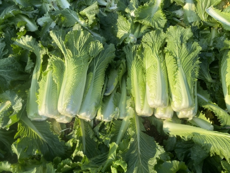 竹筒青4-8斤左右毛菜