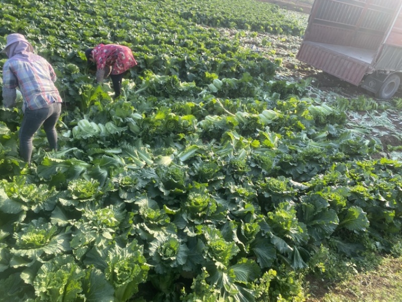 竹筒青4-8斤左右毛菜