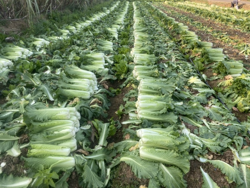 竹筒青4-8斤左右毛菜