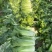 竹筒青4-8斤左右毛菜