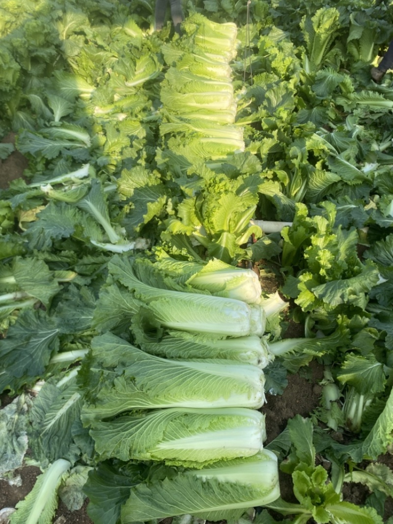 竹筒青4-8斤左右毛菜