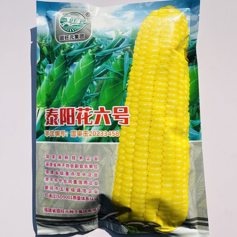 泰阳花六号水果玉米种子可生吃的水果玉米种子国审鲜食玉米