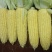 泰阳花六号水果玉米种子可生吃的水果玉米种子国审鲜食玉米
