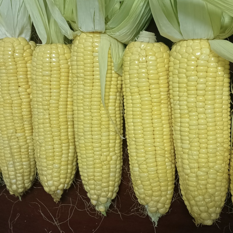泰阳花六号水果玉米种子可生吃的水果玉米种子国审鲜食玉米