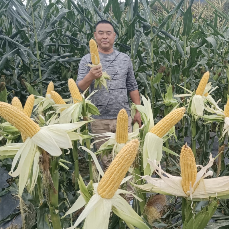 泰阳花六号水果玉米种子可生吃的水果玉米种子国审鲜食玉米