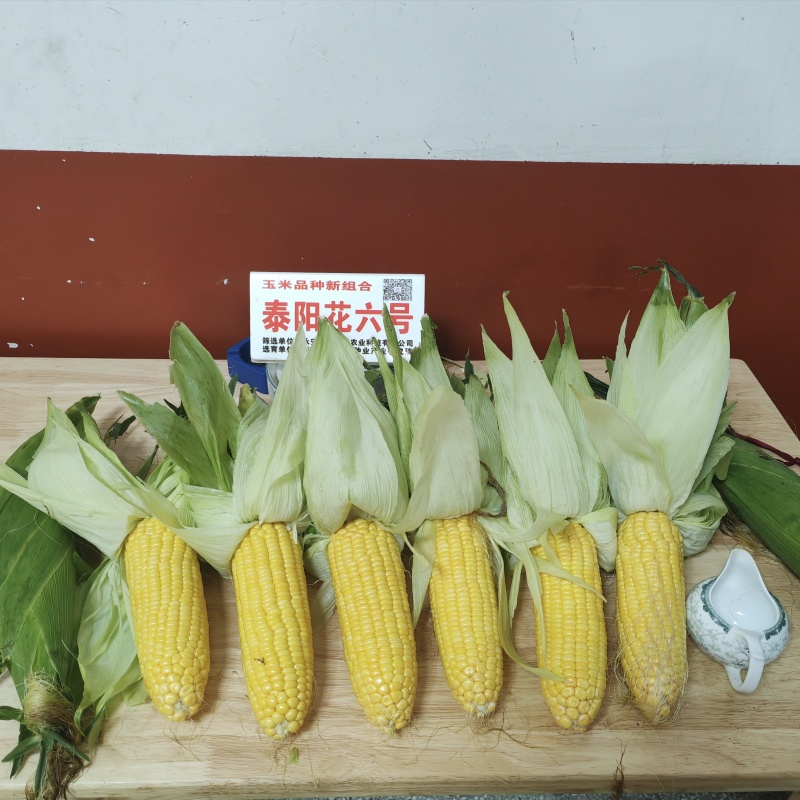 泰阳花六号水果玉米种子可生吃的水果玉米种子国审鲜食玉米