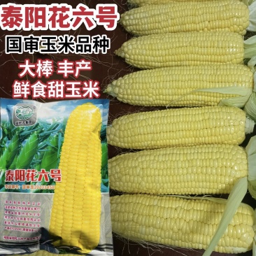 泰阳花六号水果玉米种子可生吃的水果玉米种子国审鲜食玉米