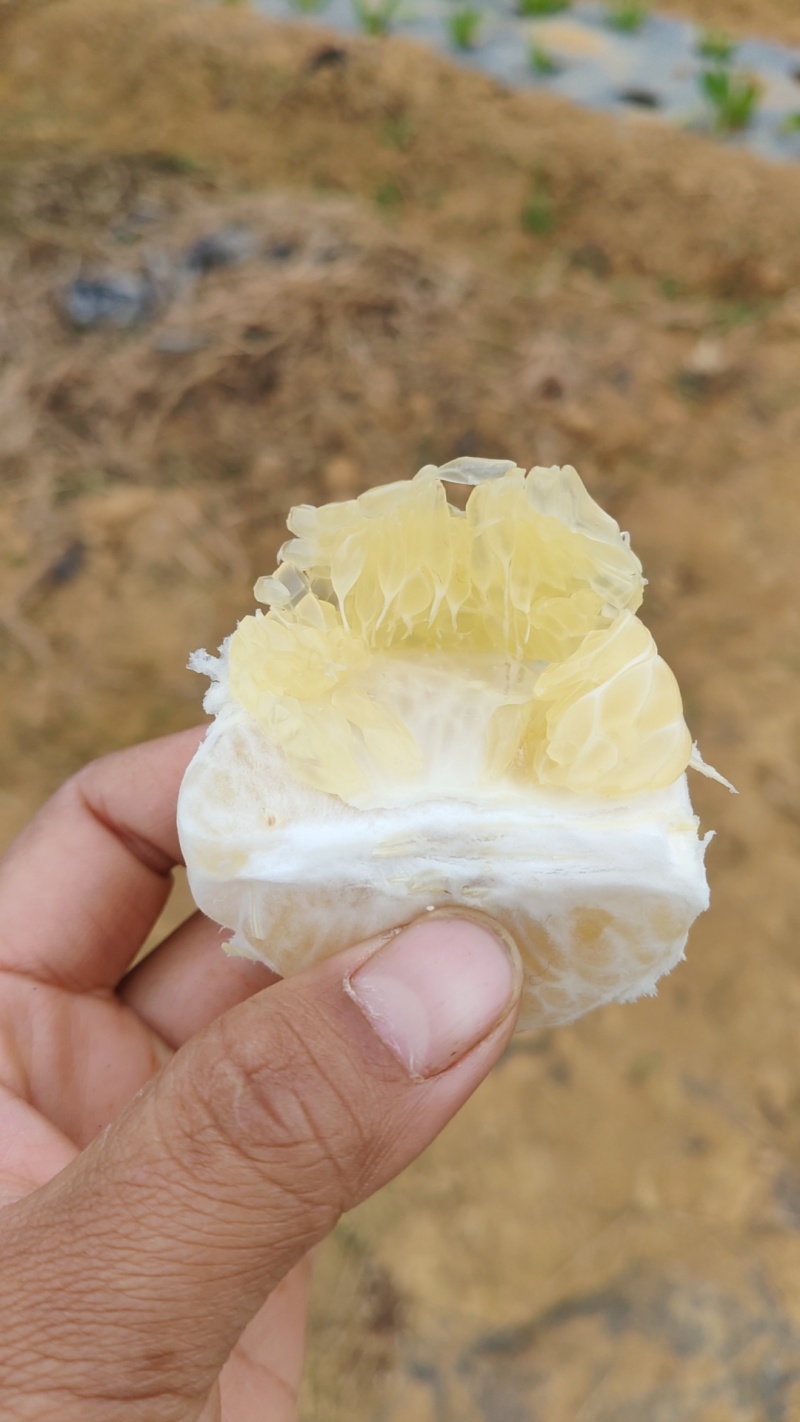 自家种植的黄金贡柚