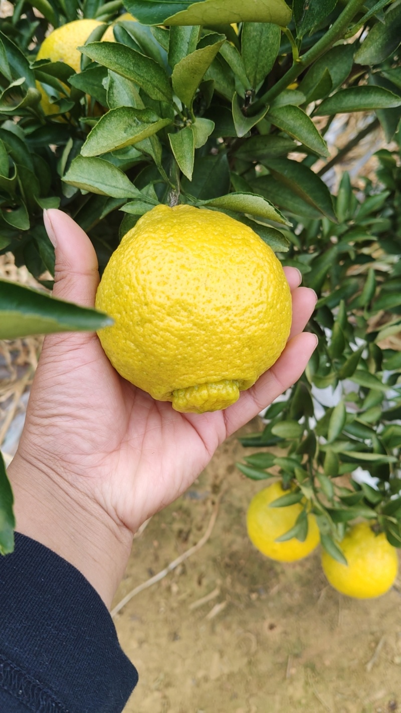 自家种植的黄金贡柚