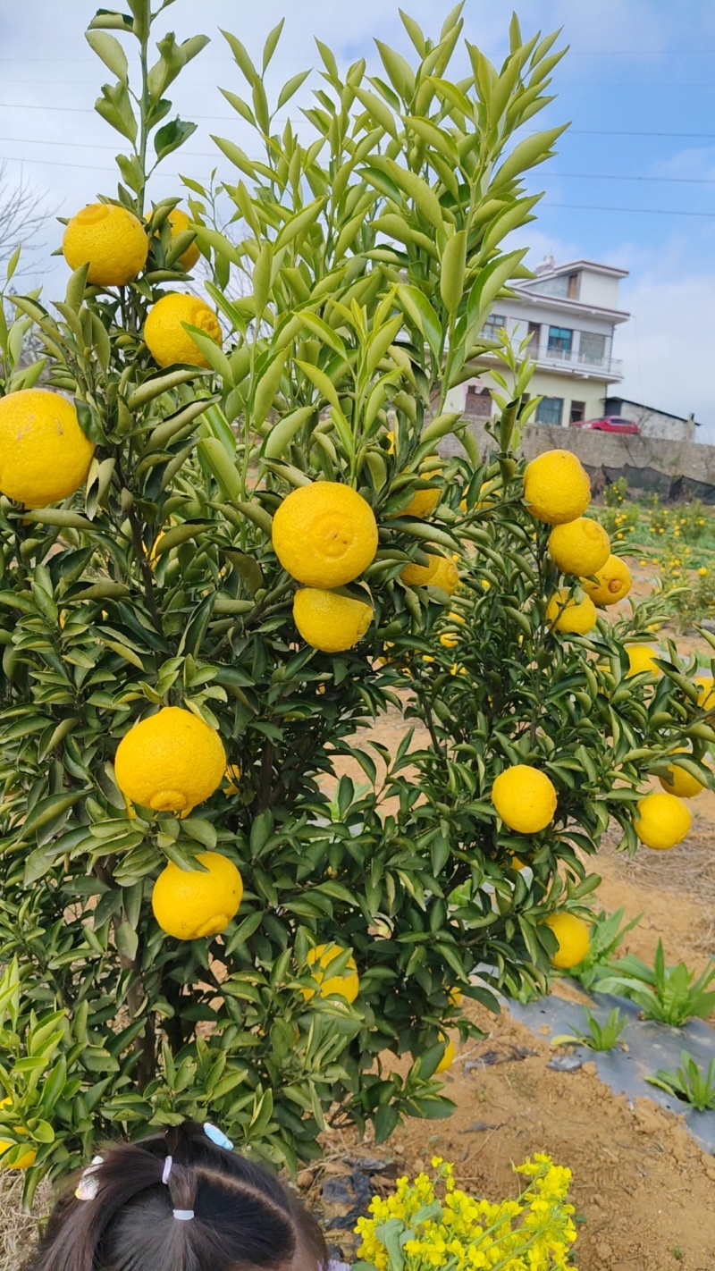 自家种植的黄金贡柚