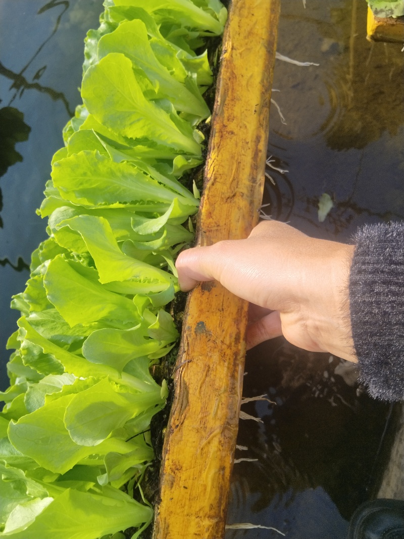 意大利生菜苗大量有货，服务全国，需要的老板欢迎订购。