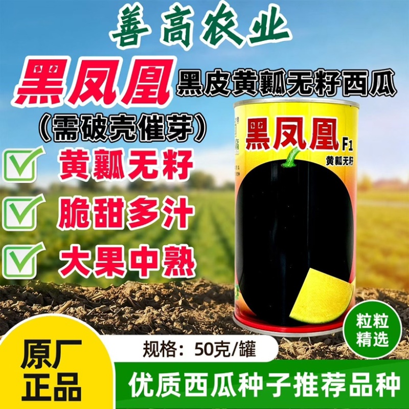黑凤凰黑皮黄瓤无籽西瓜种子