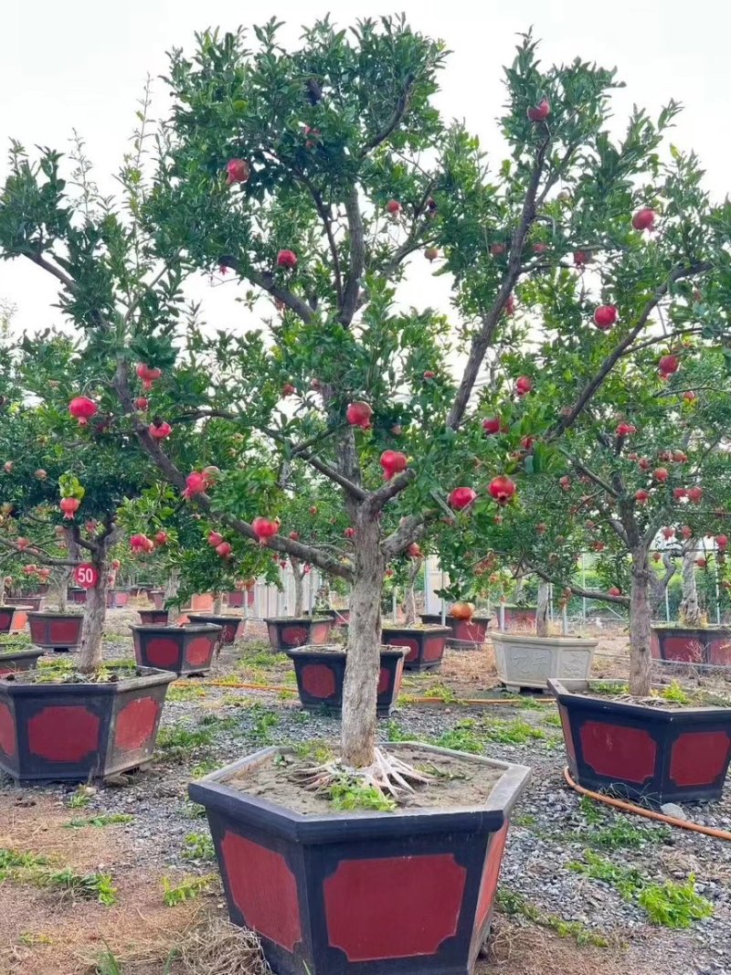 石榴树，庭院景观石榴树，工程苗，规格5-50公分现货