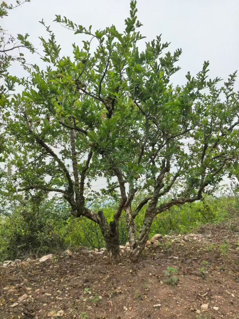 石榴树，庭院景观石榴树，工程苗，规格5-50公分现货