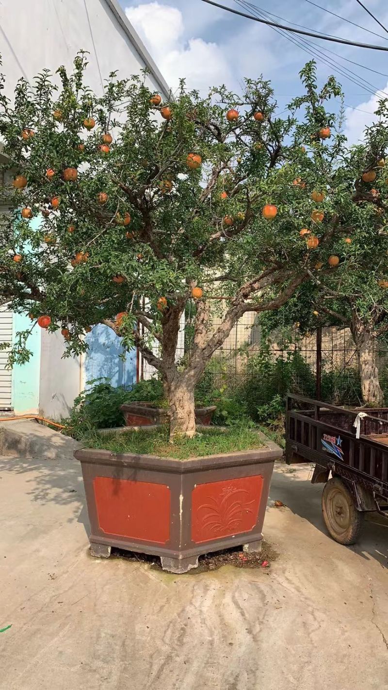 石榴树，庭院景观石榴树，工程苗，规格5-50公分现货