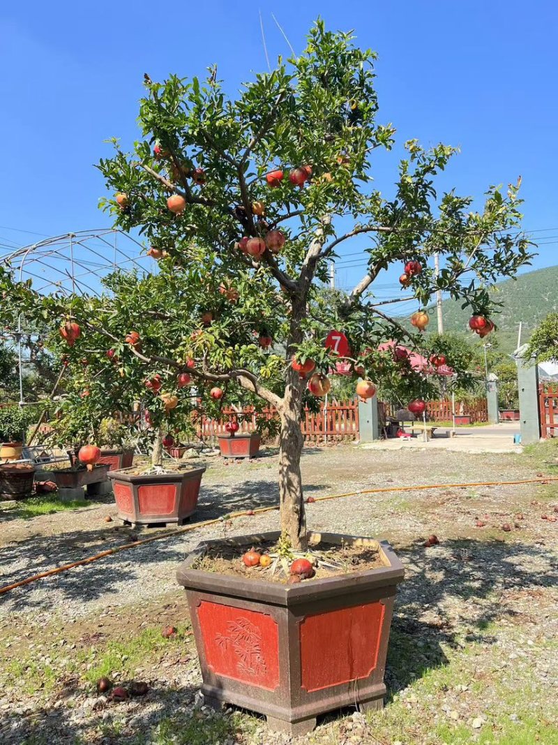 石榴树，庭院景观石榴树，工程苗，规格5-50公分现货