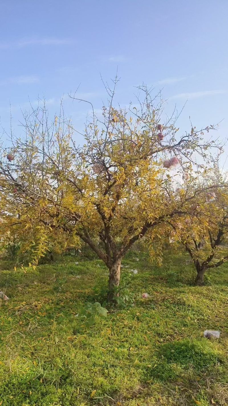 石榴树，庭院景观石榴树，工程苗，规格5-50公分现货