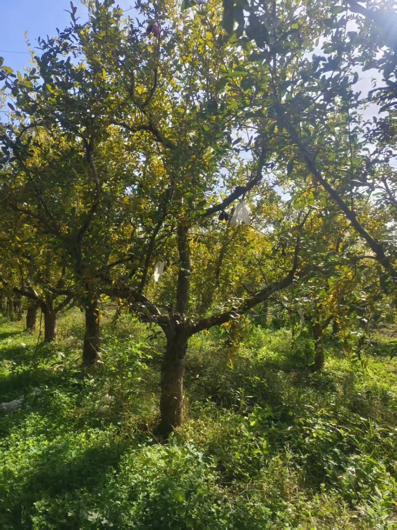石榴树，庭院景观石榴树，工程苗，规格5-50公分现货