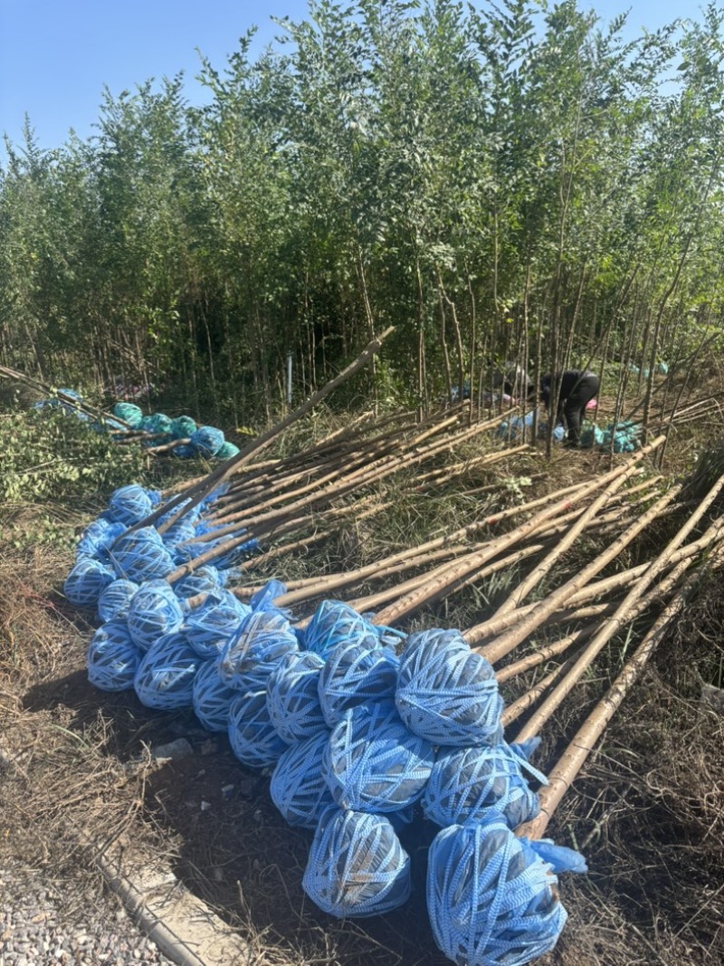 3公分白榆