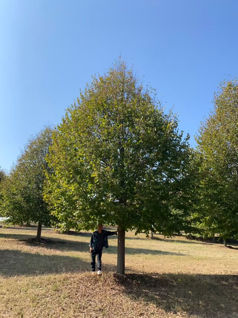 欧洲小叶椴，椴树，大花椴，行道树**，一树成景