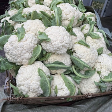 散花，松花菜，四川松花菜大量接单产地直发量大从优