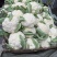 散花，松花菜，四川松花菜大量接单产地直发量大从优