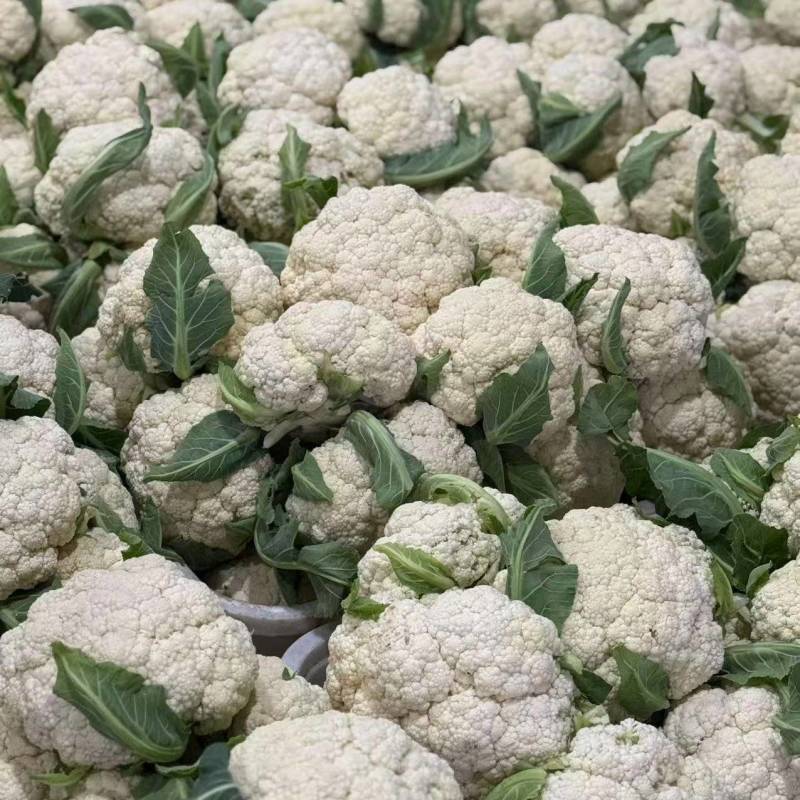 四川乐山松花菜大量接单产地直发量大从优欢迎来电