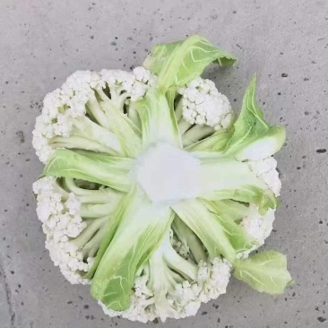 四川白面青梗松花菜大量接单品质保证诚信合作欢迎来电