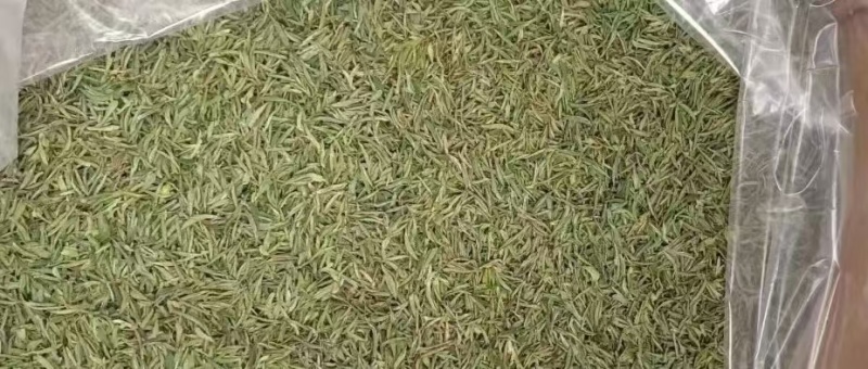 明前特级【出口芽头】绿茶全年不间断！【属于特级毛峰黄芽】