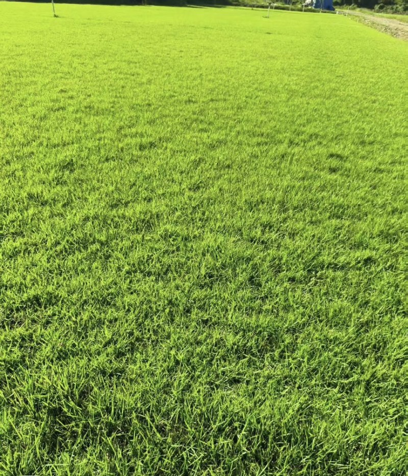 台湾草