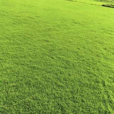 台湾草