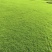 台湾草