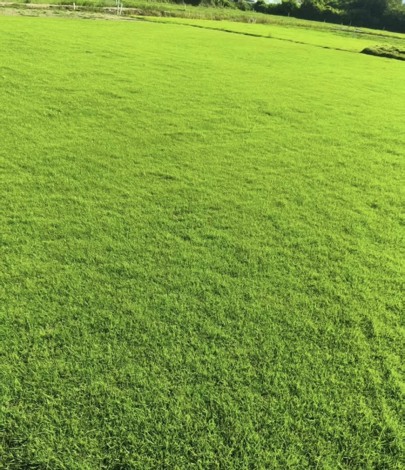 台湾草