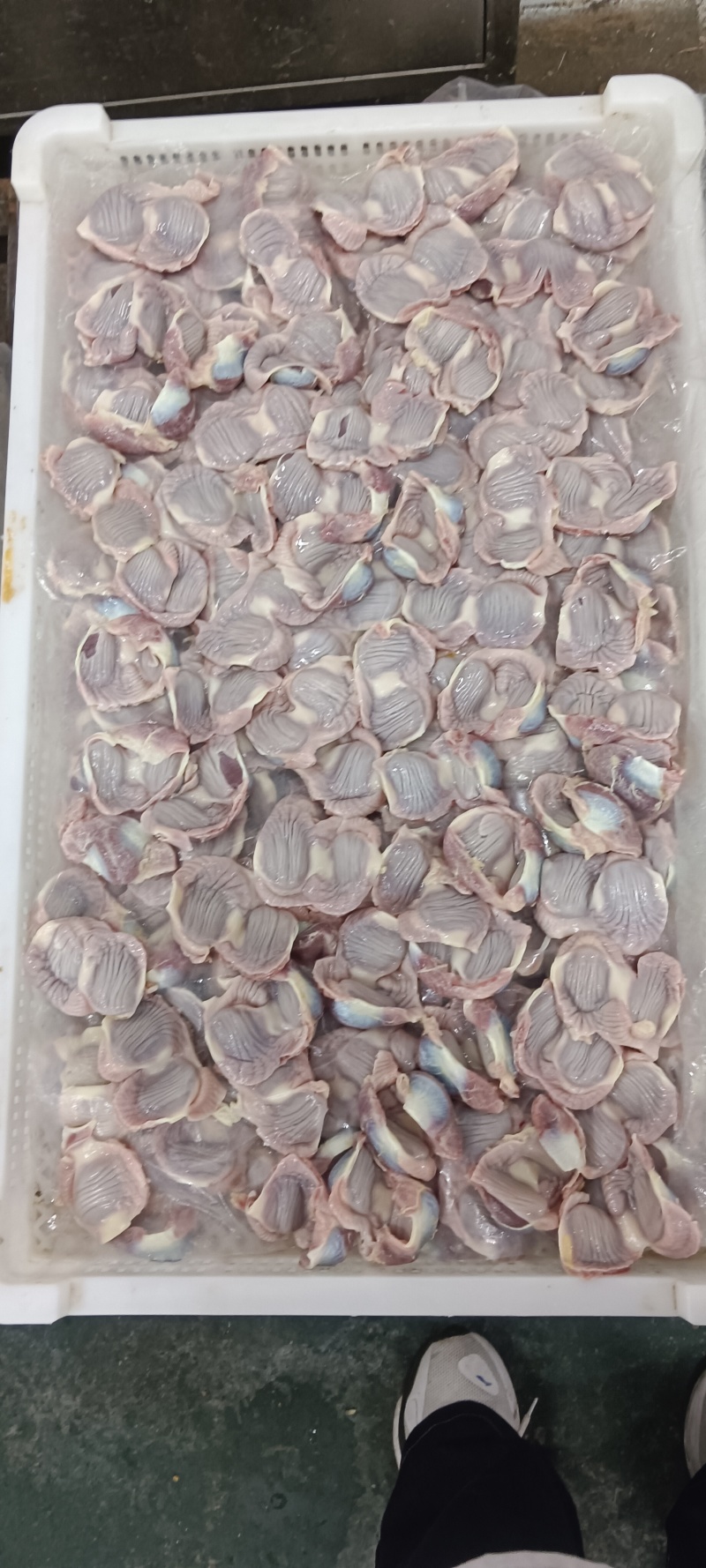白毛种母鸡鸡胗