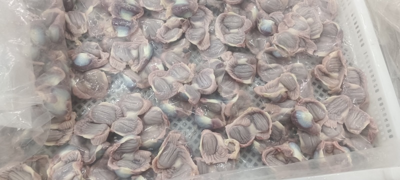 白毛种母鸡鸡胗