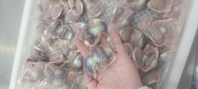 白毛种母鸡鸡胗