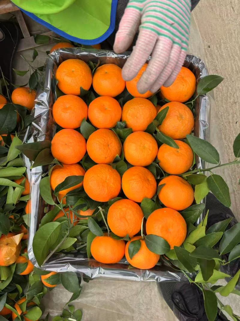 沃柑/云南玉溪沃柑产地直供/支持视频看货/欢迎采购