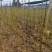造林苗木楸木锌木树苗基地直供杯苗容器苗量大